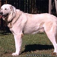 宠物分类 > 阿克巴士犬 俗名别名:康巴柯皮基犬,阿克巴斯犬 英 文 名