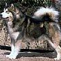 阿拉斯加雪橇犬图片