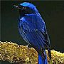 lͼƬ